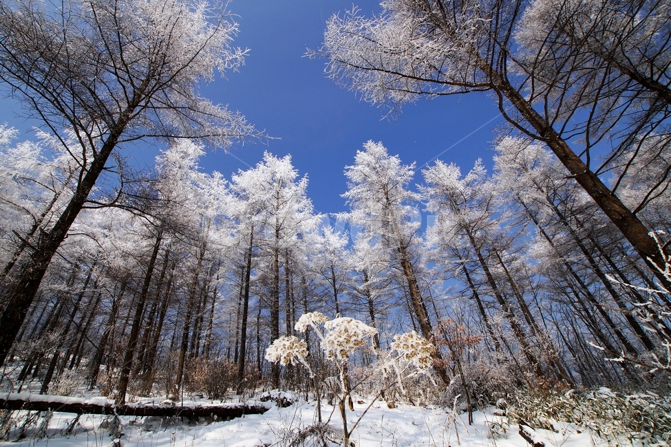함백산,만항재,설경,풍경,겨울,겨울,계절,winter,season,자연,풍경,nature,landscape,outdoors,옥외,tree,나무,plant,식물