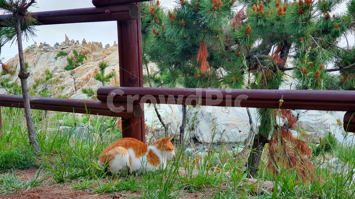 식빵,바다,자연,주황,초록,파랑,색감,고양이,동물,cat,길고양이,휴식,여유,힐링,표유류,healing,kitty