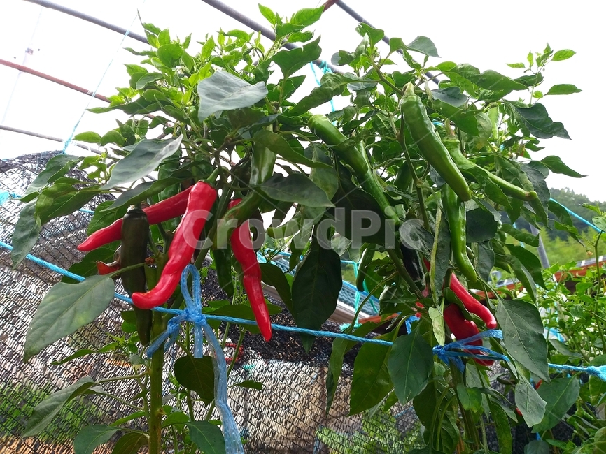 고추,채소,식물,자연,pepper