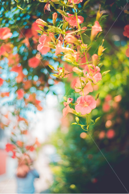 능소화,식물,꽃,주황색,여름꽃,식물,자연,plants,nature,꽃,flower