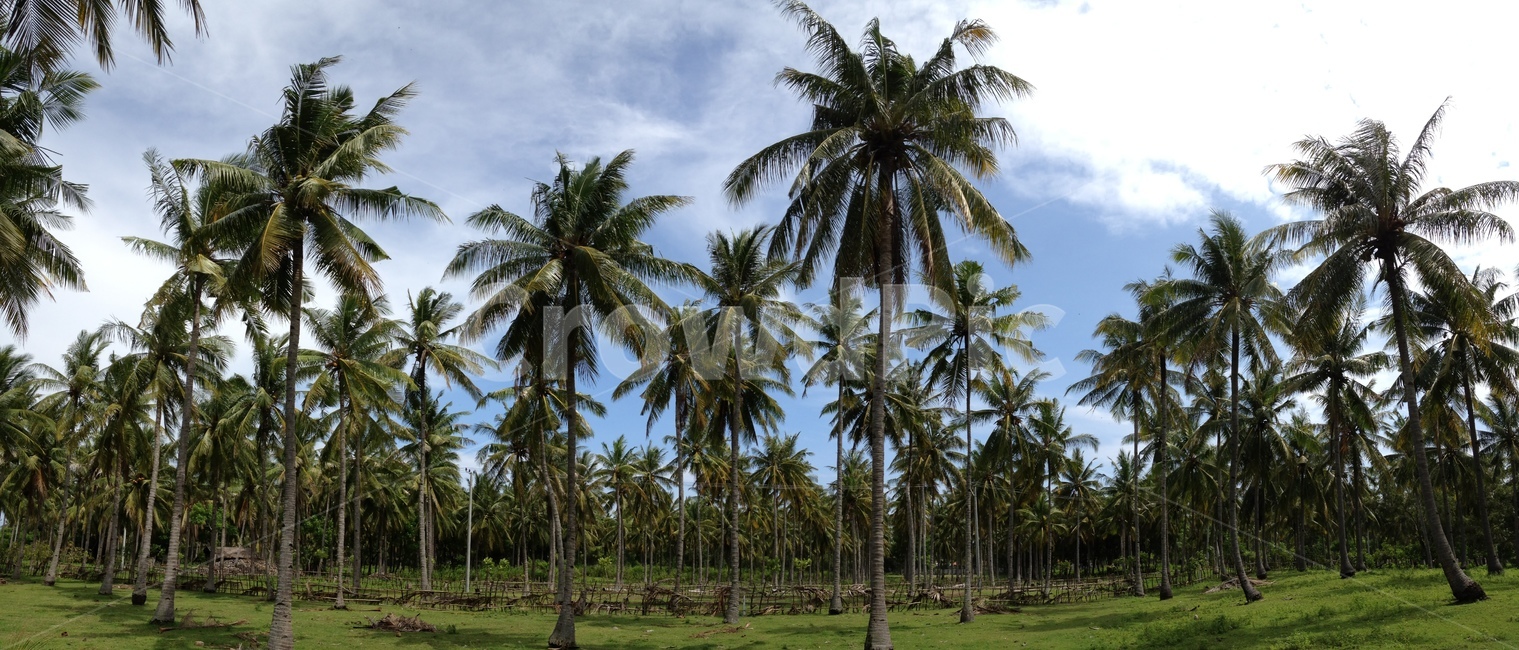 야자수,길리,하늘,푸른하늘,palmtree,sky,bluesky,gili
