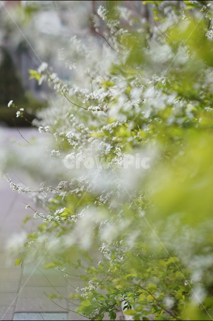 조팝나무,저녁때,흰색,나무,봄,싸리꽃,길가,봄,계절,spring,season,식물,자연,plants,nature,꽃,flower