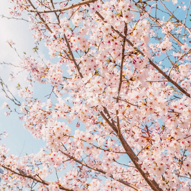 벚꽃,꽃,봄,벚꽃나무,분홍,색감,spring,flower,cherryblossom,봄,계절,spring,season,plant,식물,cherry blossom,blossom