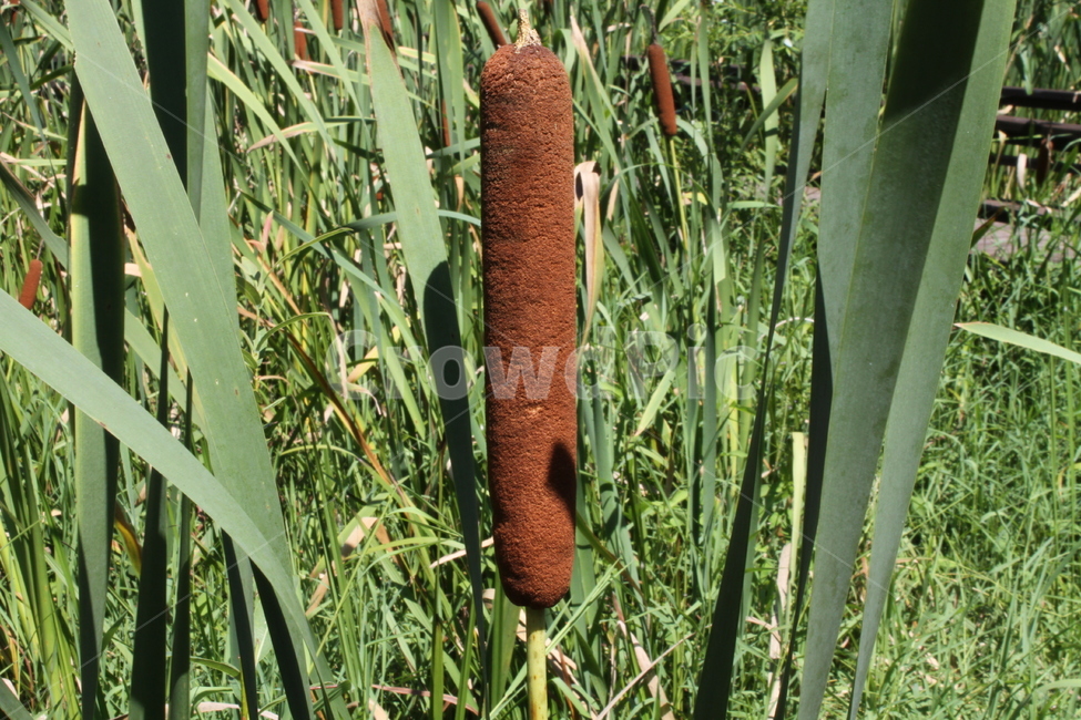 부들,식물,꽃,수생식물,Cattail,식물,자연,plants,nature