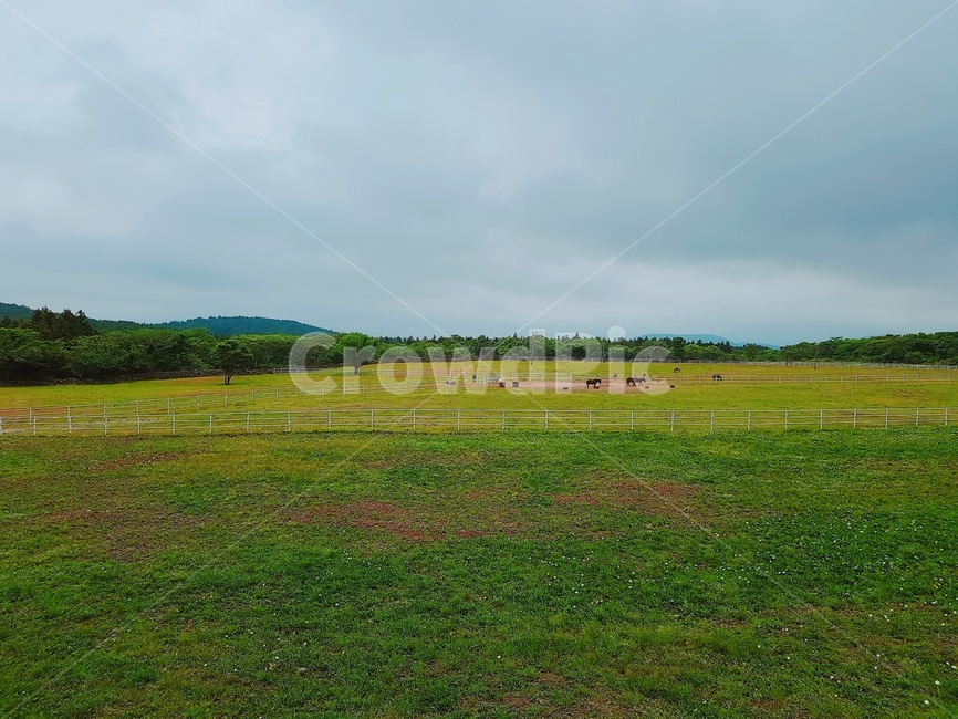 목장,제주도,초원,하늘,풍경,제주도풍경,초고화질,고화질,자연,풍경,nature,landscape,field,들