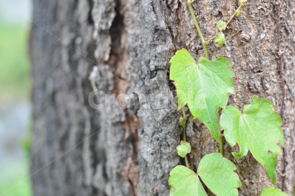 plant,식물,tree,나무,넝쿨,자연,담쟁이,배경화면,식물,자연,plants,nature
