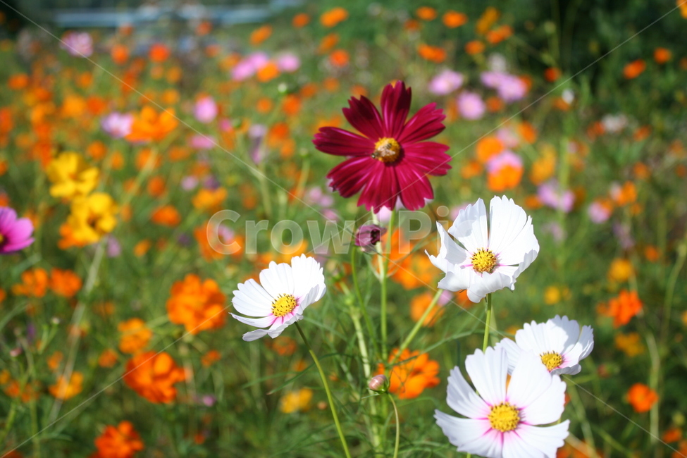 코스모스,황코스모스,식물,가을꽃,flower,가을,가을,계절,fall,autumn,season,식물,자연,plants,nature,꽃,flower,plant