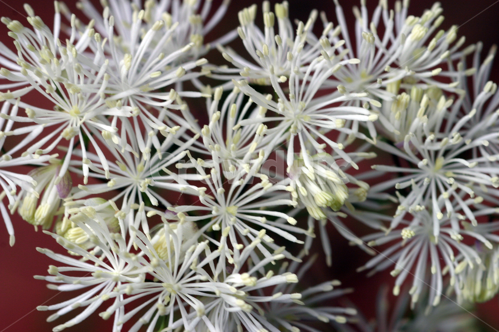 산꿩의다리,꽃사진,꽃,하얀꽃,하얀색,식물,자연,plants,nature,꽃,flower