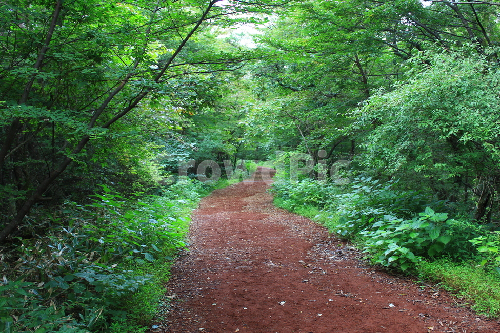 숲길,사려니숲길,길,황토길,오솔길,여행,봄,제주,흙,풍경사진,제주도,힐링,치유,자연,풍경,nature,landscape,휴식,힐링,rest,relaxation,healing,gravel,자갈,dirt road,흙길,road,도로,ground,바닥,path,통로