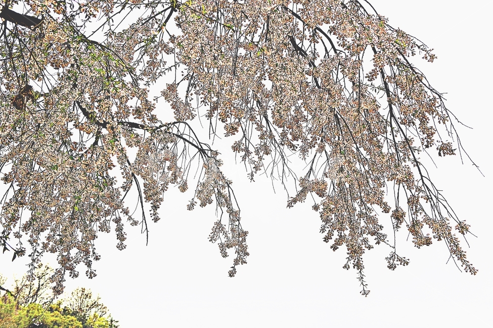 벗꽃,꽃,풍경,자연,배경,봄,계절,spring,season,plant,식물