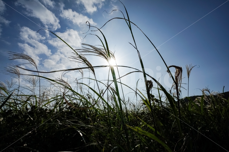 제주도,가을,억새,억새풀,자연,식물,오름,가을,계절,fall,autumn,season,식물,자연,plants,nature,grass,잔디,plant,vegetation,초목