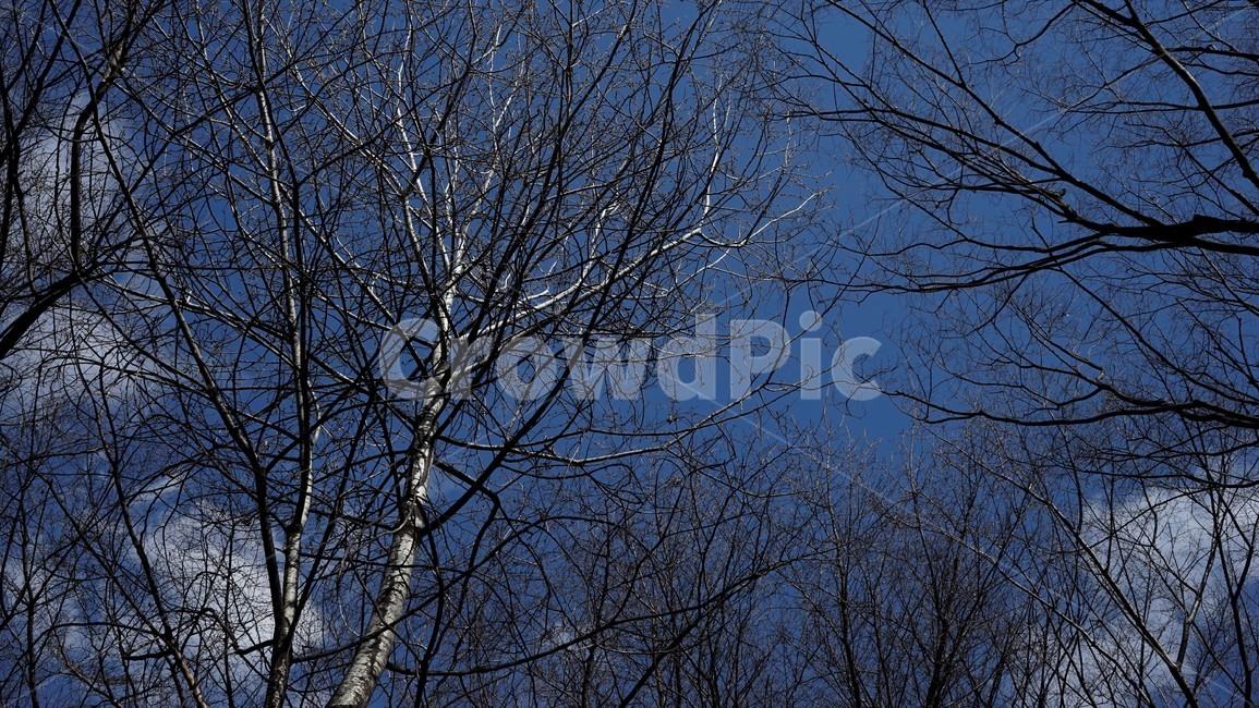 나무,겨울,자연,하늘,파란하늘,계절,나무가지,tree,sky,nature,winter,bluesky,branch,season,solitary,외로움,추위,꽃샘추위,숲,미세먼지없는,실루엣,하늘배경,가지,식물,마른잎,분위기,감성,겨울나무,쓸쓸함,고요,나뭇가지,풍경,겨울,계절,winter,season,식물,자연,plants,nature,나무,trees,wood