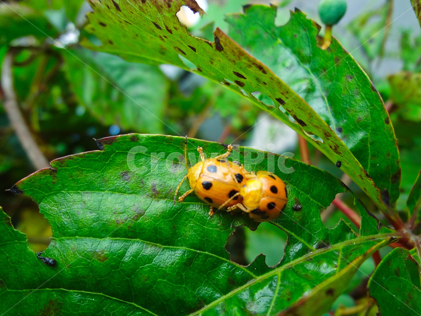 무당벌레,자연,식물,곤충,잎,plant,beautiful,biology,bug,closeup,color,colorful,environment,green,harmony,insect,ladybug,leaf,natural,nature,small,wildlife,yellow,곤충,벌레,insect,bug