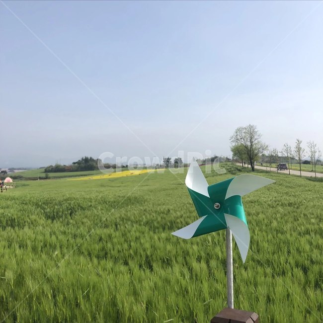 청보리밭,고창,바람개비,언덕,청보리밭축제