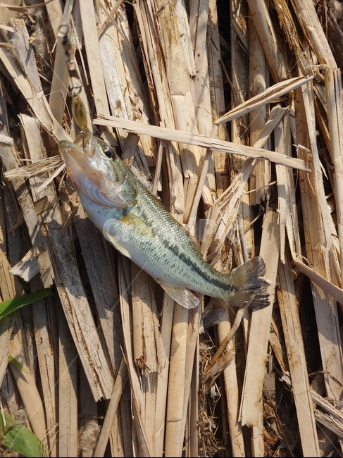 배스,외래어종,샹태계교란종,배스낚시,물고기,동물,animal,어류,물고기,fish
