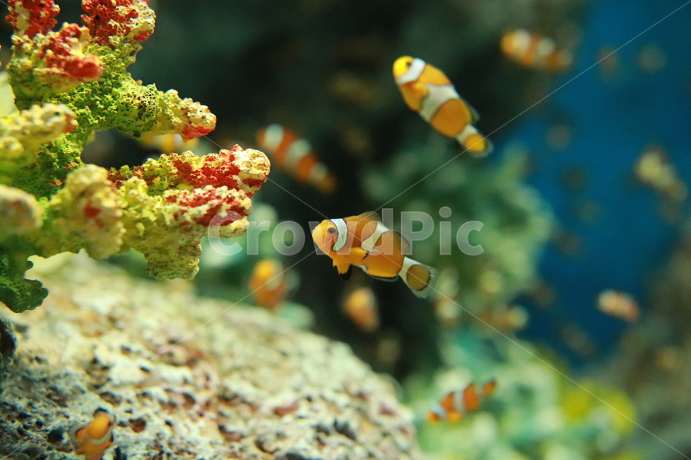 니모,아쿠아리움,산호초,바다속,바다,동물,animal,어류,물고기,fish