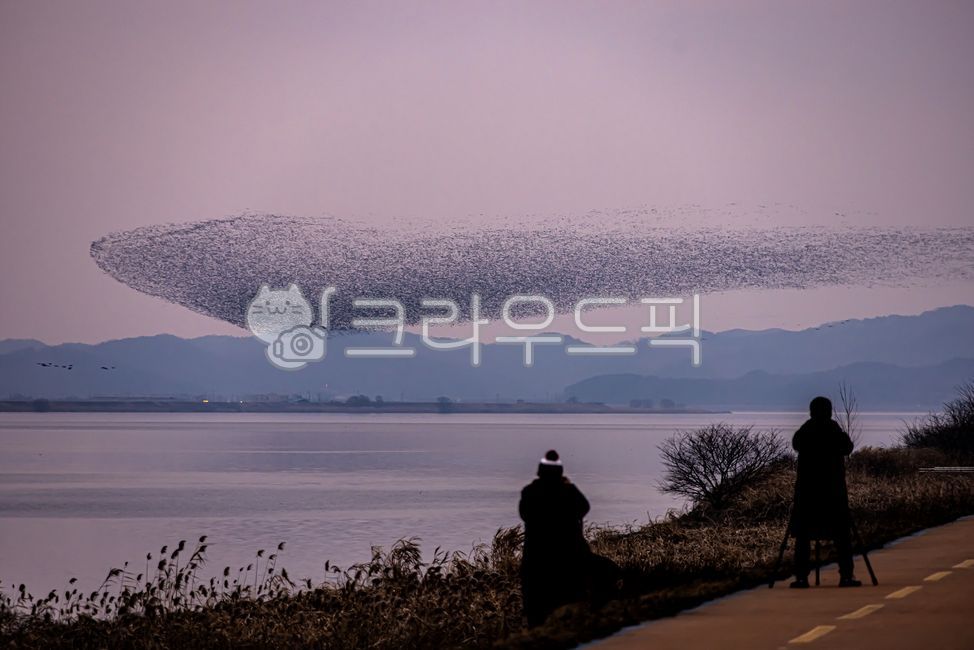 animal,동물,nature,자연,가창오리군무,가창오리,금강하구둑