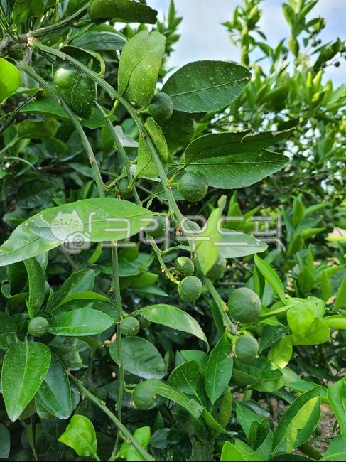 감귤류과일, citrusfruit, fruit, 과일, 라임, 사진,이미지,일러스트,캘리그라피 - Npumaeunji작가