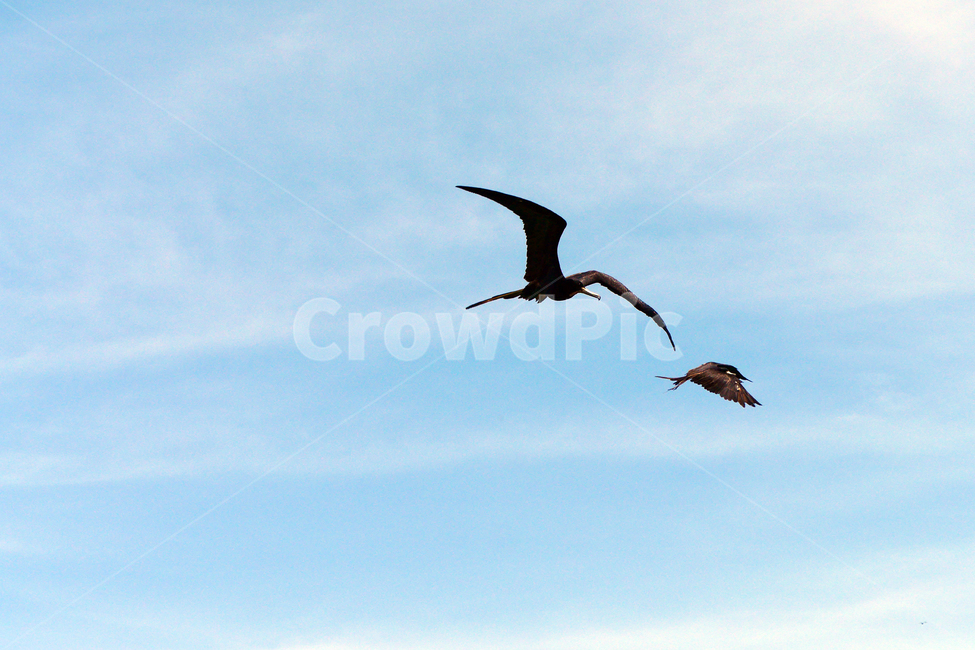 추격,bird,새,flying,추격전,공격,침략,퇴치,방어,퇴각,비행,순간포착,순간,moment,동물,animal,조류,새,birds