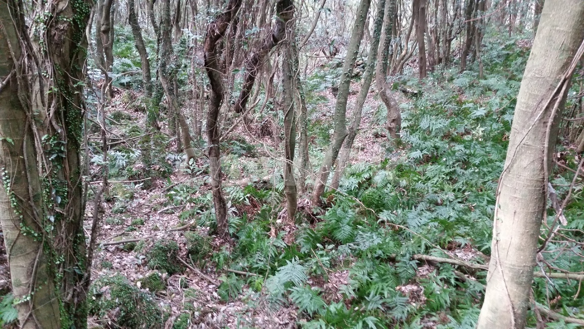 나무,숲,산책,바위,산책로,tree,식물,wood,forest,덤불숲,삼림지대,thicket,grove,woodland,walk,trail,오솔길,path