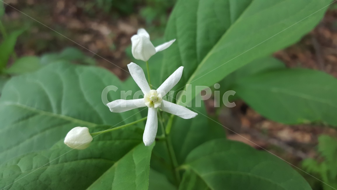 마삭줄,꽃,봄,흰색,야생화