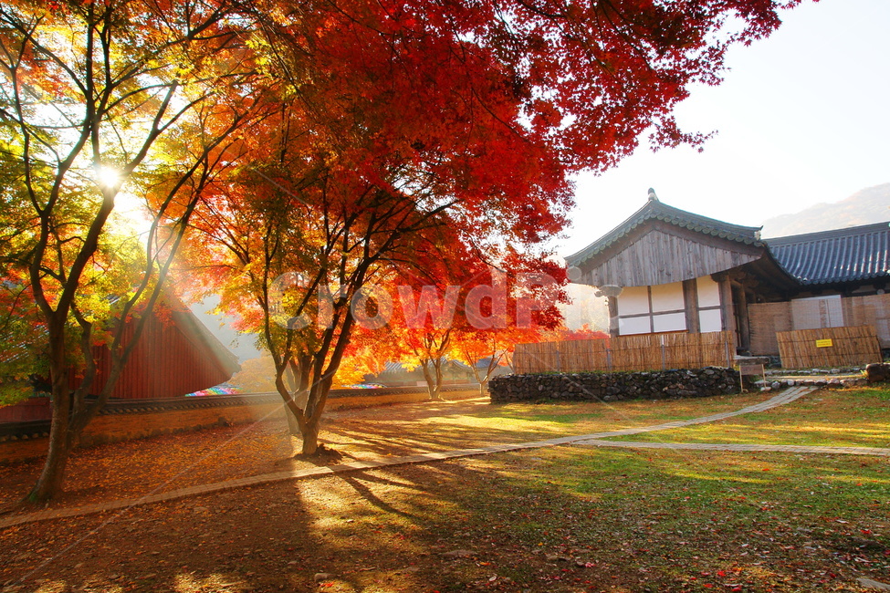 마곡사,공주,사찰,가을,단풍,풍경,가을,계절,fall,autumn,season,자연,풍경,nature,landscape,tree,나무,plant,식물,maple