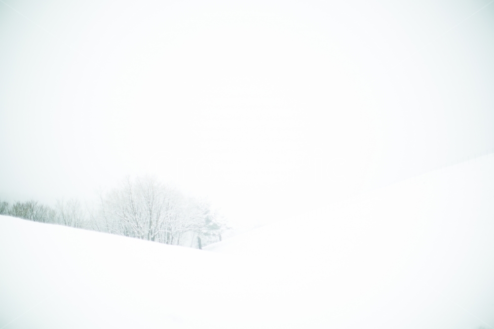 설경,눈,겨울,하얀색,눈꽃,하얀세상,화이트,snow,winter,white,SnowFlower,겨울풍경,대관령,겨울산,겨울,계절,winter,season,자연,풍경,nature,landscape,감성,sensible,feeling,outdoors,옥외,storm,폭풍,blizzard,눈보라