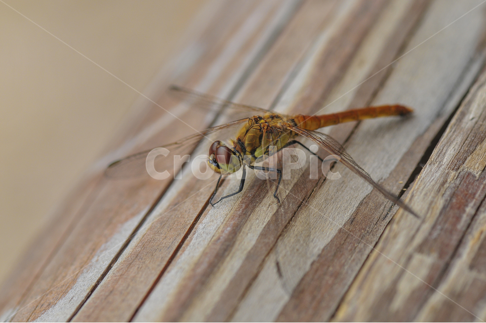 잠자리,곤충,접사,드래곤플라이,dragonfly,동물,animal,곤충,벌레,insect,bug