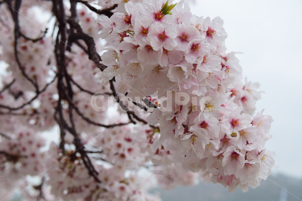 벚꽃,봄꽃,봄,꽃,벚꽃축제,사쿠라,자연,계절,spring,flower,힌꽃,벚꽃나무,벚꽃놀이,핑크,힌색