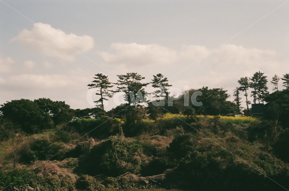 tree,나무,plant,옥외,nature,자연,제주도,jeju