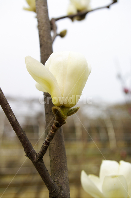 식물,plant,자연,nature,꽃,flower,목련,봄,spring,계절,식물,자연,plants,nature,꽃,flower