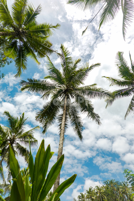 summer,여름,plant,야자수,나무,palmtree,arecaceae,코코넛,식물,자연,plants,nature,나무,trees,wood
