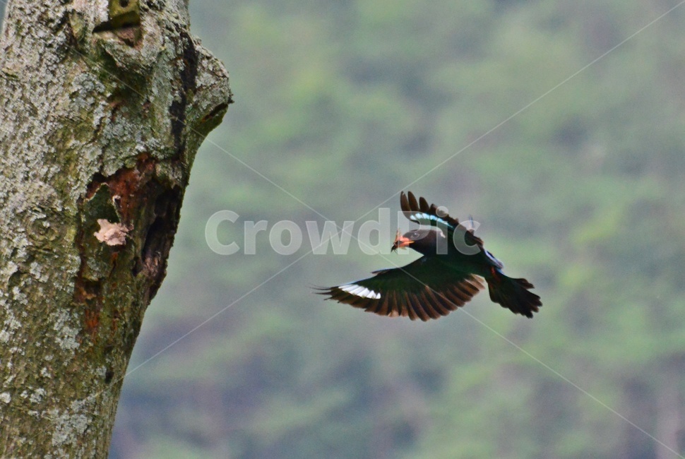 tree,나무,plant,식물,flying,나는,animal,동물,bird,새,파랑새,새집,육추,동물,animal,조류,새,birds