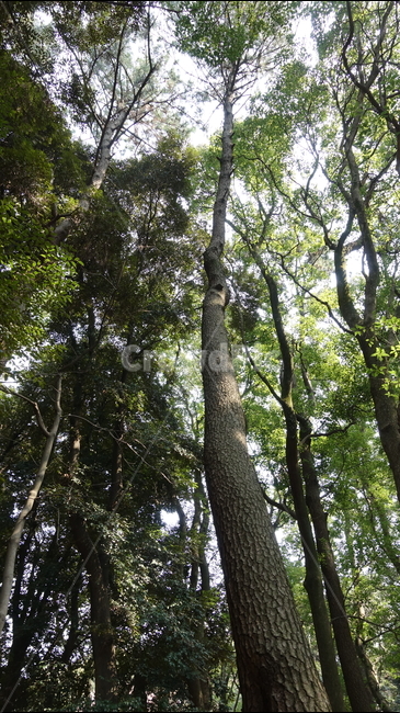 나무,숲,green,나무껍질,treetrunk,나무줄기,나뭇가지,forest,nature,자연