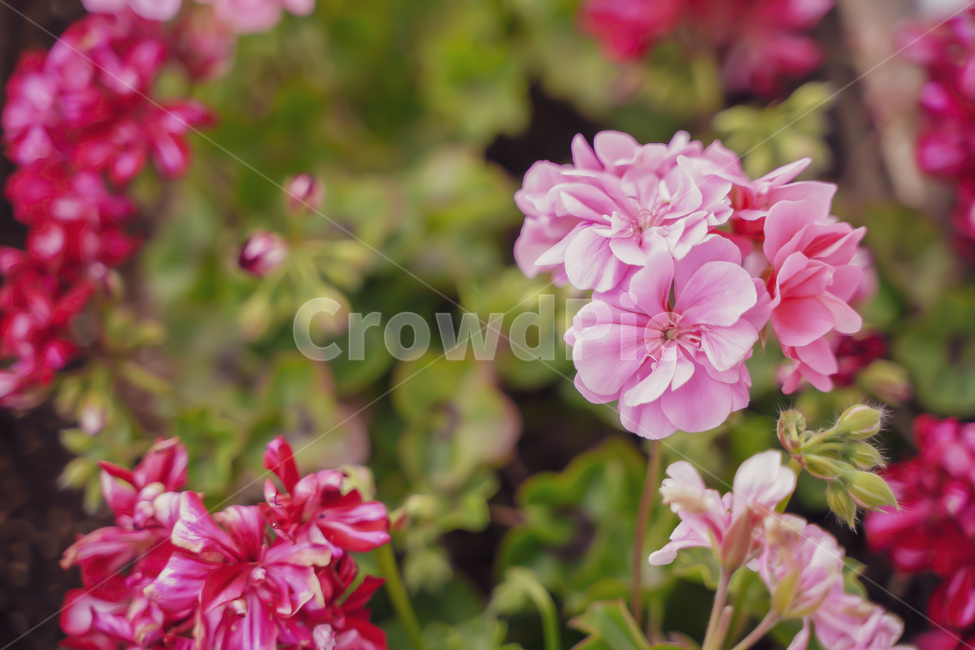봄꽃,꽃,식물,진달래,진달래꽃,koreanrosebay
