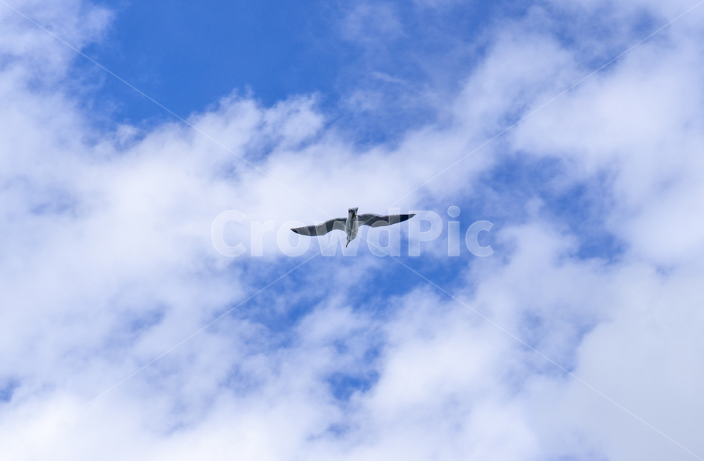 자연,날씨,weather,태양,sun,sunloght,하늘,nature,sky,cloud,구름,적운