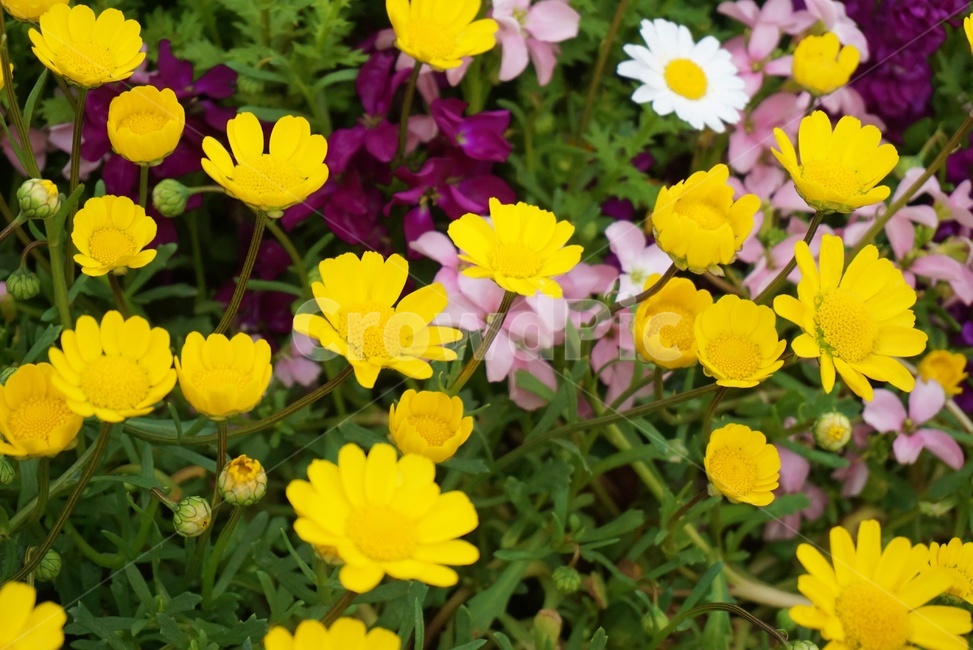 꽃,플라워,봄,flower,노란색,들꽃,화분,nature,자연,spring,노랑,노랏빛