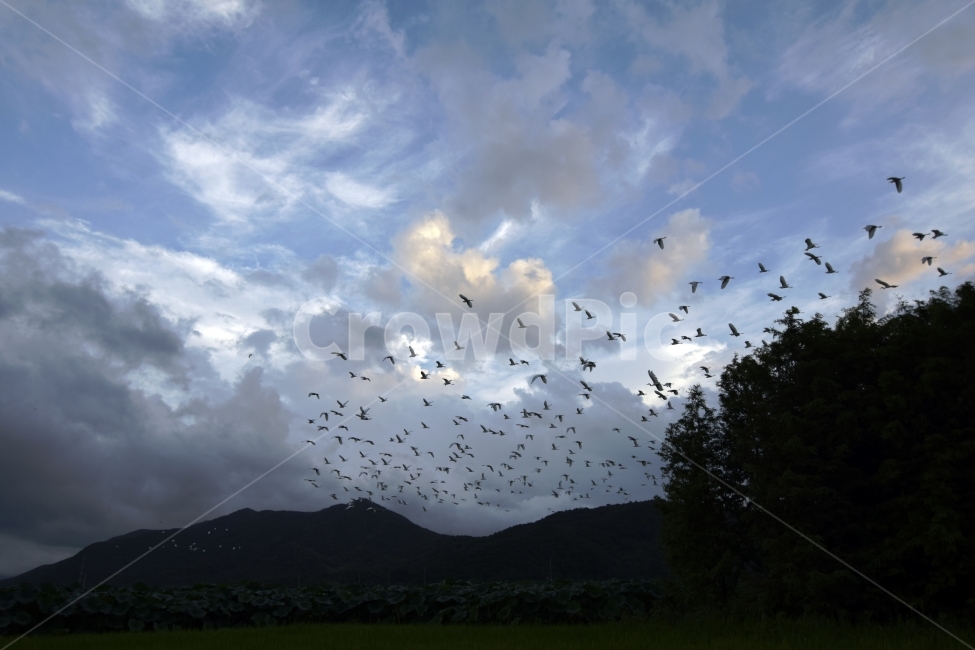 하늘,구름,산,철새,이동,무리,나무,겨울,abirdofpassage,Migration,자연,풍경,nature,landscape,동물,animal,조류,새,birds,flock,대군,bird