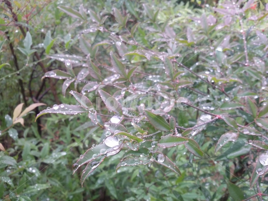 nature,자연,잎,식물,leaf,식물,자연,plants,nature