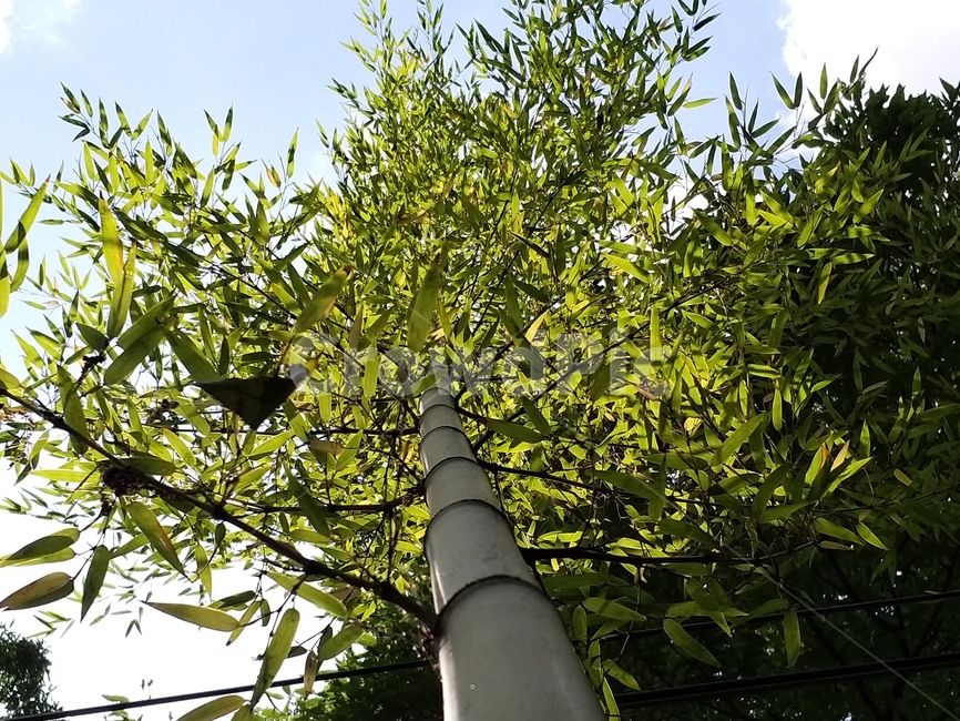 식물,plant,대나무,나무줄기,tree,식물,자연,plants,nature,나무,trees,wood
