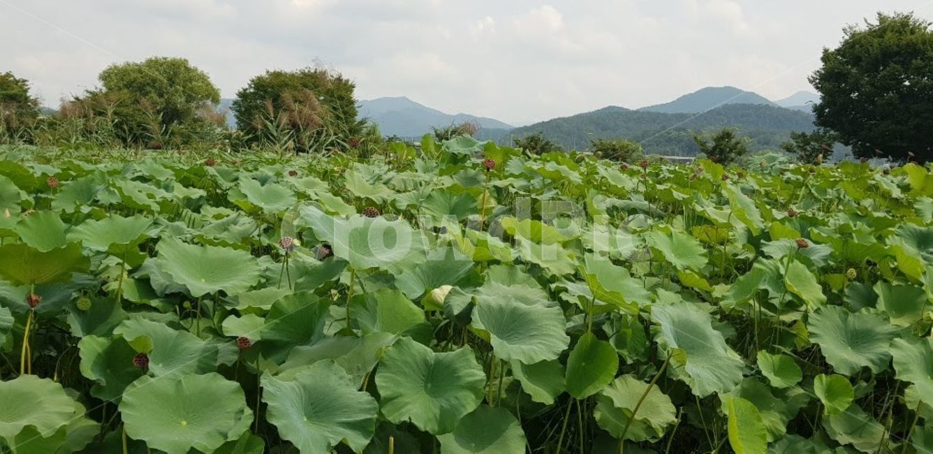 plant,식물,연잎,연잎마을,두물머리,식물,자연,plants,nature