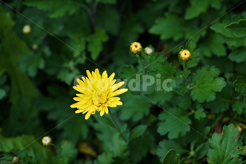 국화,노랑,가을,꽃,우아,자연,식물,연노랑,밝은노랑,진노랑,autumn,fall,flower,chrysanthemum,yellow,elegant,우아함,계절,season,floral,nobility,고귀함,향기,가을대표,식물,자연,plants,nature,꽃,flower