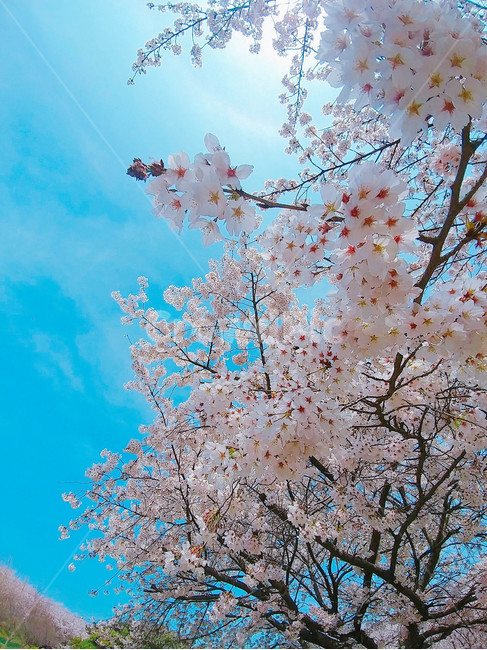 벚꽃,봄,꽃,봄꽃,blossom,봄,계절,spring,season,plant,식물,flower