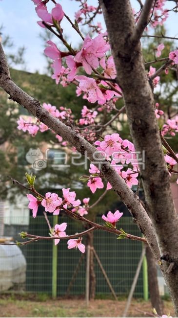 초록색펜스,꽃나무,복숭아나무꽃,복사꽃,분홍색꽃