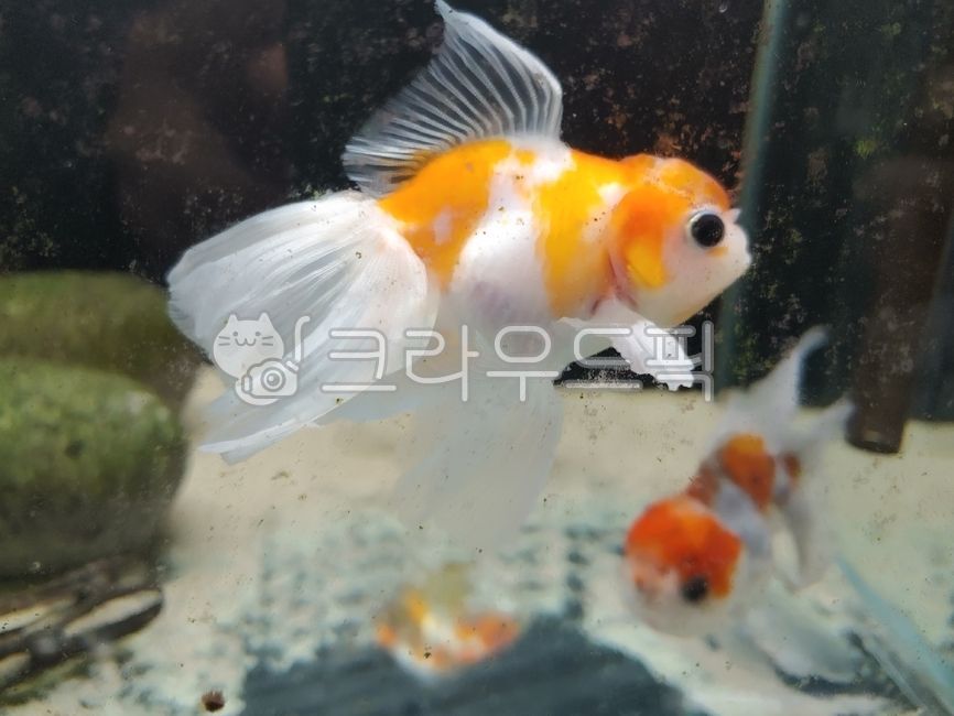 금붕어,goldfish,fish,생선,animal