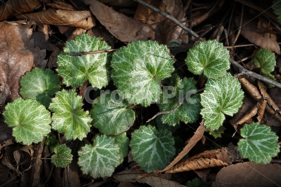 바위취,잎,자연,식물,rockfoil,nature,green,leaves,식물,자연,plants,nature