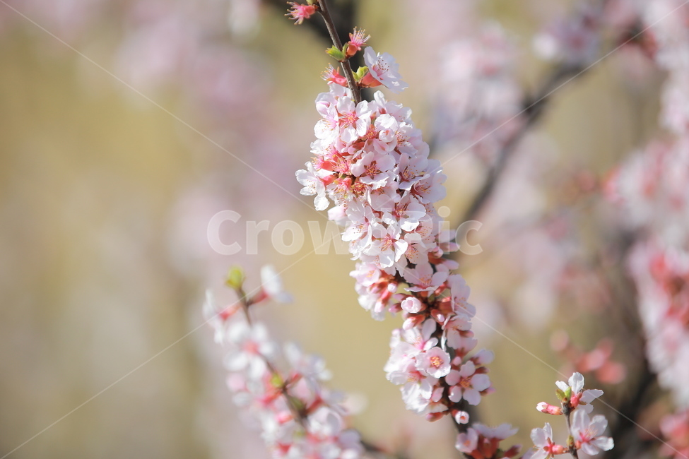 벚꽃,봄,새싹,하늘,벚꽃놀이,꽃,맑음,오막삼,캐논,5dmark3,봄,계절,spring,season,식물,자연,plants,nature,꽃,flower,plant