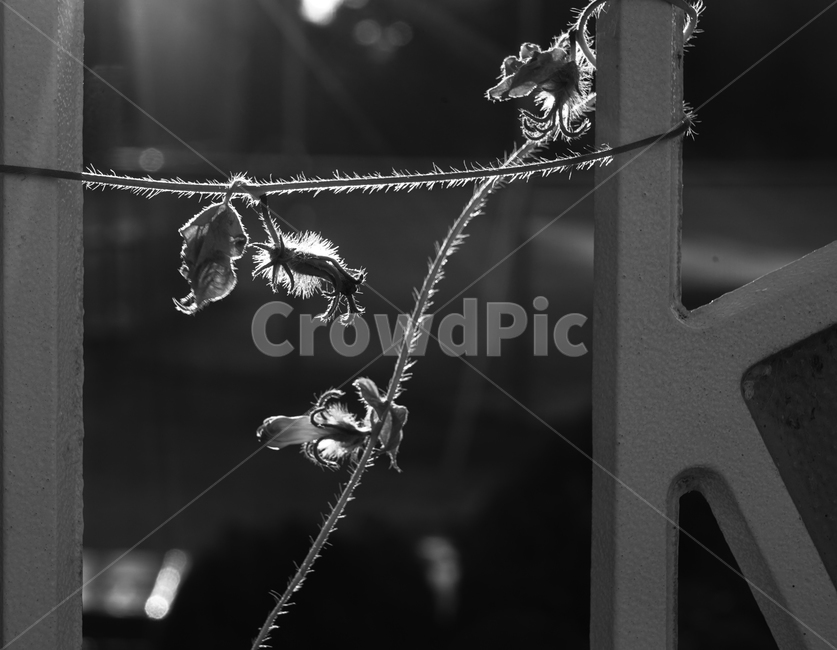 줄기,넝쿨,식물,나팔꽃,담장,실루엣,식물,자연,plants,nature,꽃,flower,흑백,모노톤,monochrome,black and white