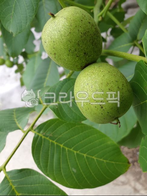 호두나무,호두열매,야생과일,호두,식물,호두두개