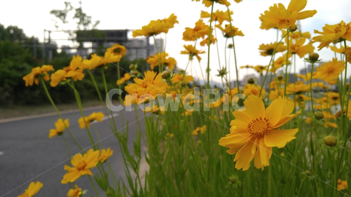 큰금계국,국화,꽃,노랑꽃,노랑색,식물,녹색,감성,배경,계절,chrysanthemun,flower,yellowflower,yellow,flant,green,emotional,background,season